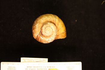 Media type: image; Malacology 158313